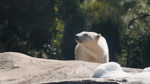 Polar Bear