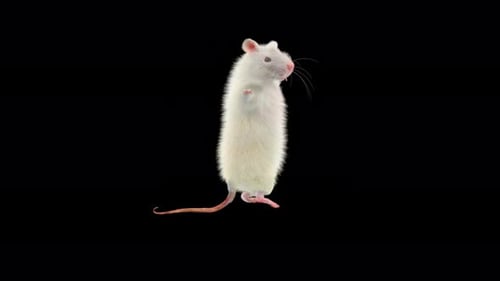 Animated White Rat Standing and Dancing Alpha Channel
