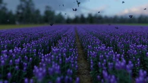 Lavender Field 4