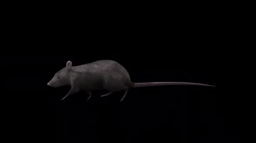 Brown Rat Walk Side View