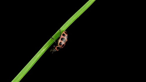 Red Firebug on Green Blade of Grass
