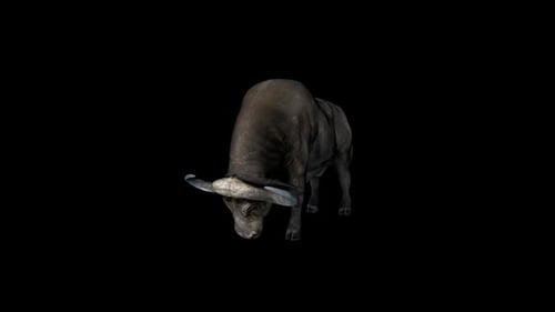 Buffalo Eat Front