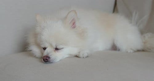 White Dog Sleeping Peacefully on Couch