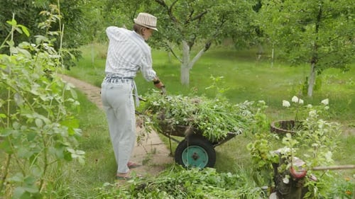 Raking leaves using rake. Person taking care of garden house yard grass. Agricultural, gardening