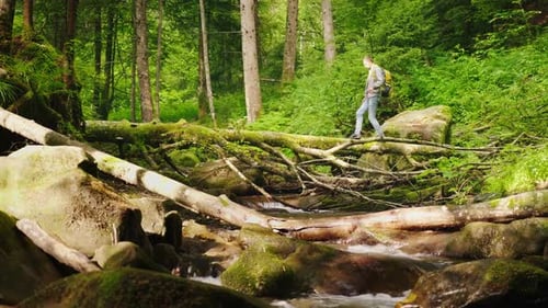 A Tourist with a Backpack is Crossing the Mountain River Through a Fallen Tree