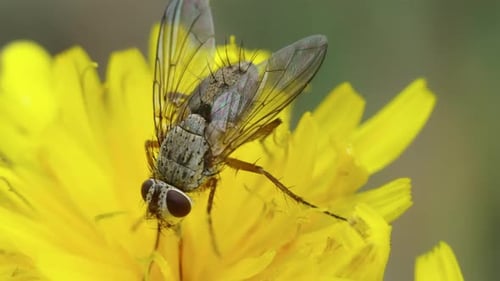 Fly Resting on a Vibrant Yellow Flower