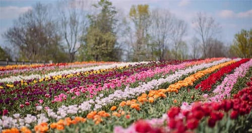 Tulipanes florecientes en una granja de plantaciones de flores