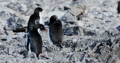 Adelie Penguins Resting on Rocky Antarctic Beach