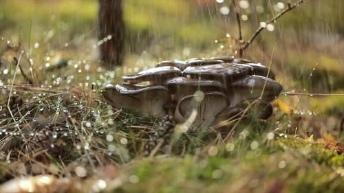 Pleurotus Mushroom In a Sunny Forest in the Rain