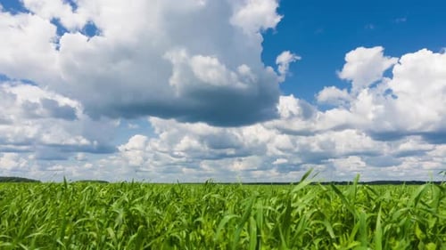 Wunderschöner Zeitraffer, Himmel und grünes frisches Gras.