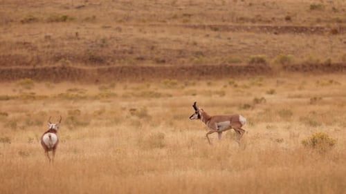 Pronghorn in Yellowstone National Park