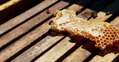 Nahaufnahme eines mit Bienen bedeckten Honigbienenrahmens