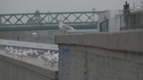 Flock of Gulls Resting in Urban Environment