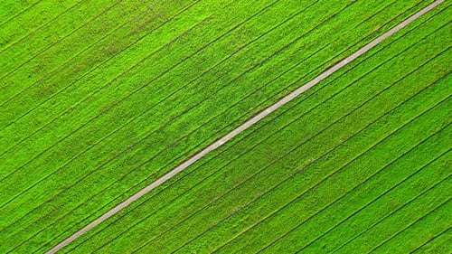 Drone flying over the beautiful rice field scenery. nature green pattern