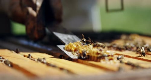 Harvesting Honeycomb from Beehive Full of Bees
