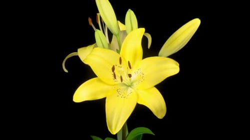 Yellow Lily Blossom Time-Lapse on Black Background