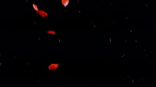 Falling Rose Petals Slow Motion on Black Background