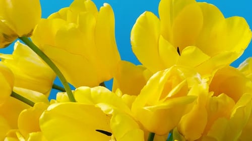 Bright Yellow Tulips Blooming in Spring