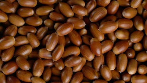 Close-up Rotation of Oak Acorns