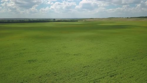 Champ de tournesols en journée d'été, vue aérienne de la zone agricole