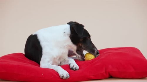 A Smooth Fox Terrier in the Studio on a Light Brown Background
