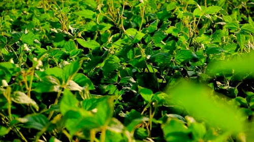 Soybeans Grow in the Field