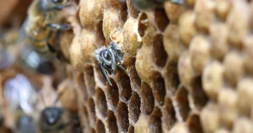 |European Honey Bee, apis mellifera, Emergence of a Bee, Bee Hive in Normandy, Real Time 4K