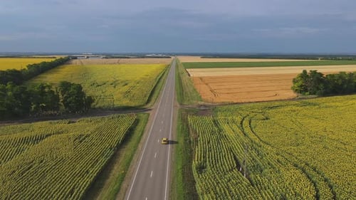 A Car Drives Along an Asphalt Road Through Sunflower Fields
