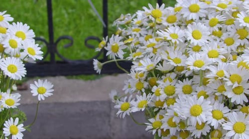 Close Up Daisy Flowers Bouquet