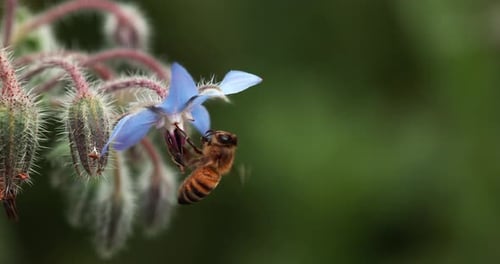 901302 Vorschau-Video abspielen Herunterladen Vorschau Europäische Honigbiene, Apis Mellifera, Biene auf der Suche nach einem Bora