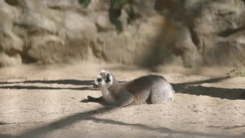 Ring Tailed Lemur Lays in Sand