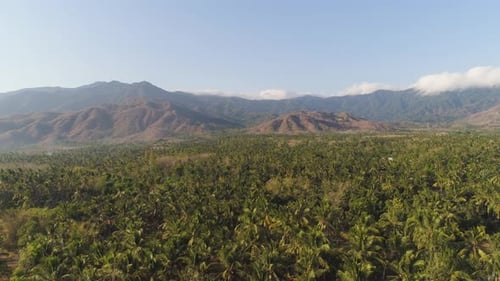 Lush Tropical Landscape with Mountain Backdrop