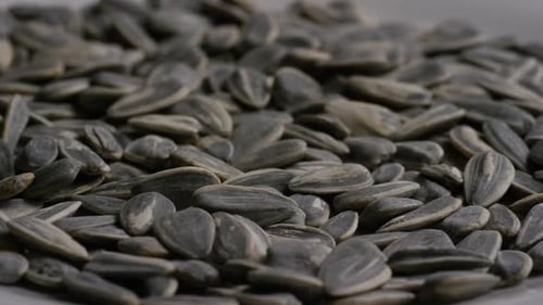 Close Up of Sunflower Seeds in Shells