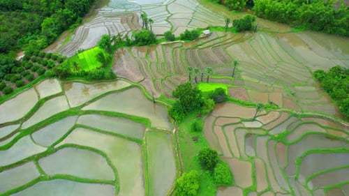 Drone aéreo de terraços e campos de arroz