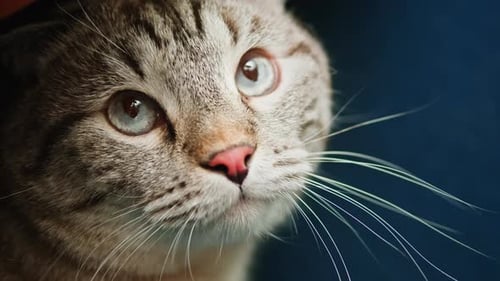 Katze auf Sofa liegend Nahaufnahme Scottish Fold Portrait