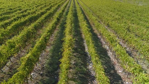 Vineyards Fields