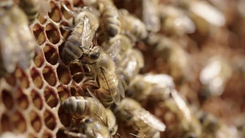BEEKEEPING - Worker bees around honeycombs of a beehive, close up