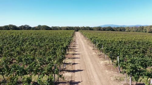 Amazing Vinery