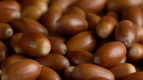Close-up Rotation of Oak Acorns