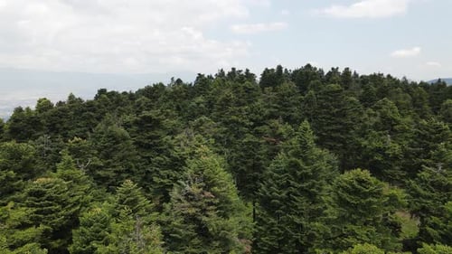 Drone forestier