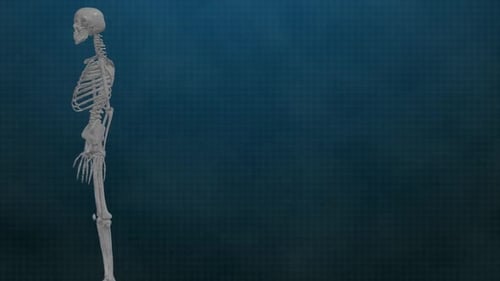 Animated 3D Human Skeleton Model with Glowing Anatomy