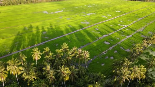 Aerial view coconut shadow in green rice field
