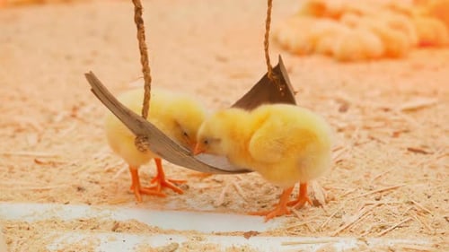 Easter Chickens