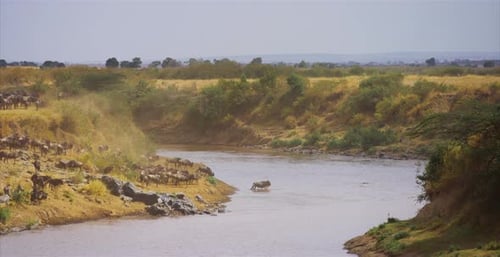 Herd of gnus entering in a river