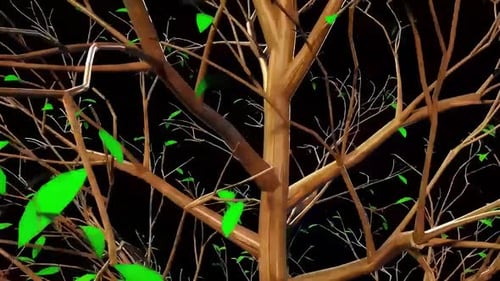 Botanische digitale Wiedergabe von Mountain Maple Tree