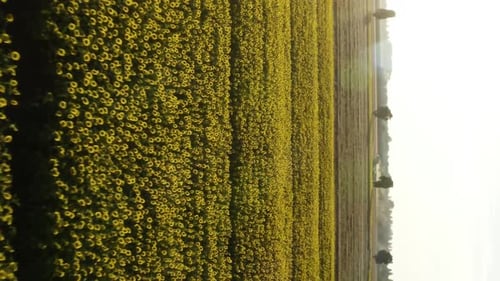 Vídeo vertical de un campo de girasol