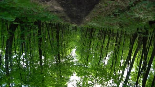 Lush Forest Path Journey on a Dirt Trail