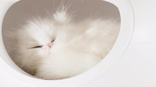 Fluffy White Cat Sleeping in a Round Pet House