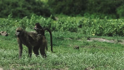 Pavian Baby isst auf dem Rücken seiner Mutter, Afrika.