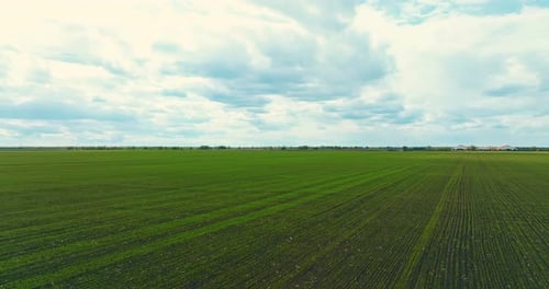 Beautiful Farmland in Summer Day View From Drone on Green Agricultural Land Prores